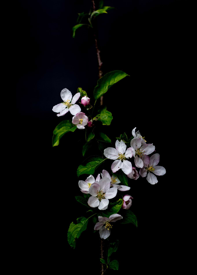 Blossom apple