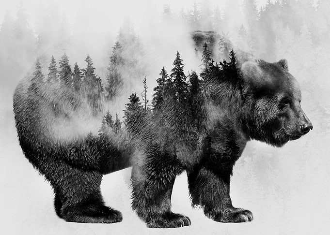 Bear 3