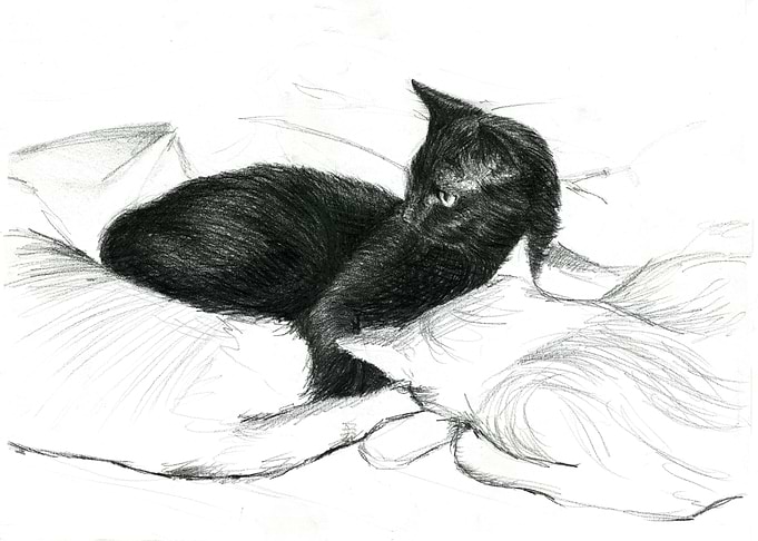 black cat