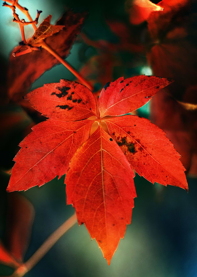 Ill be autumn until winte