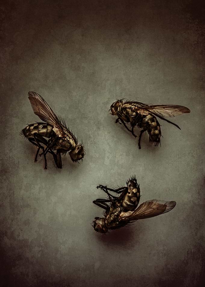 Trio