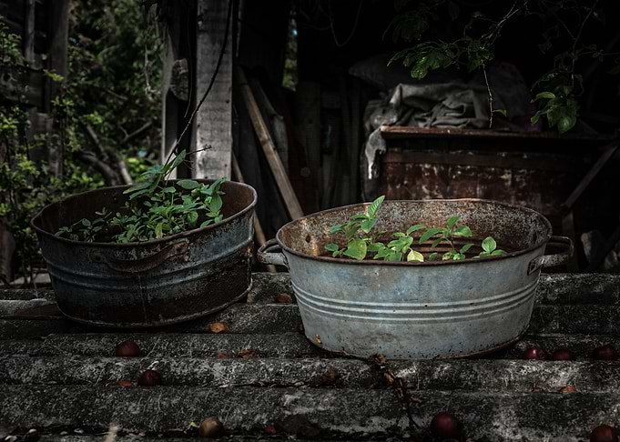 Weeds in basin