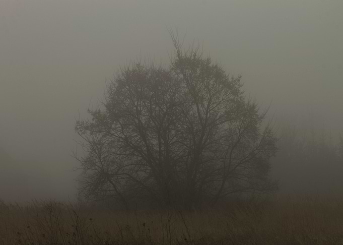 Lonely tree