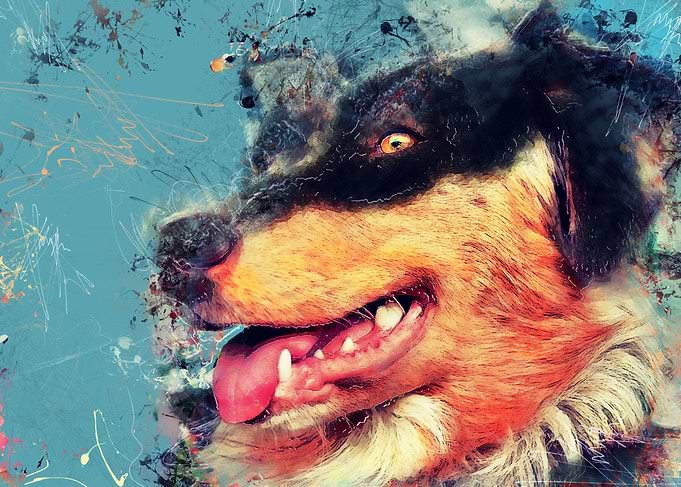 Australian Shepherd