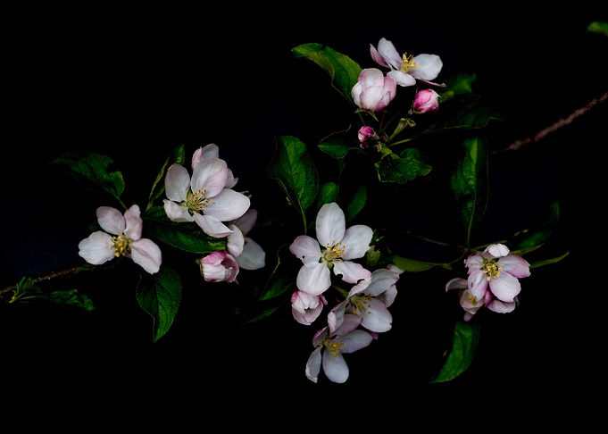 Blossom apple
