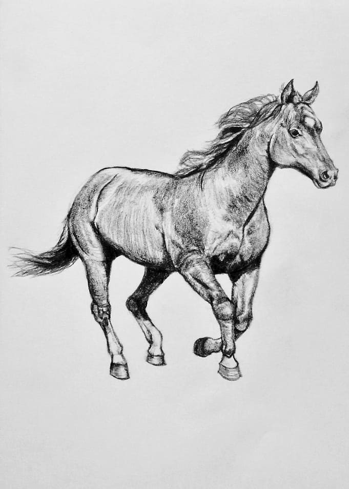 Horse Running
