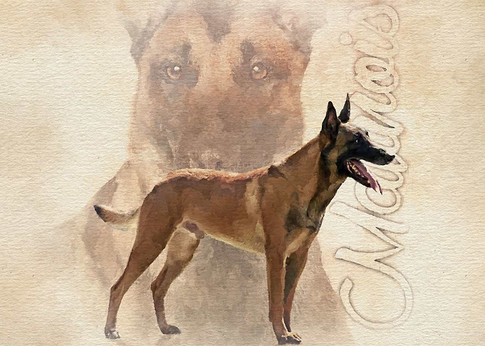 Malinois