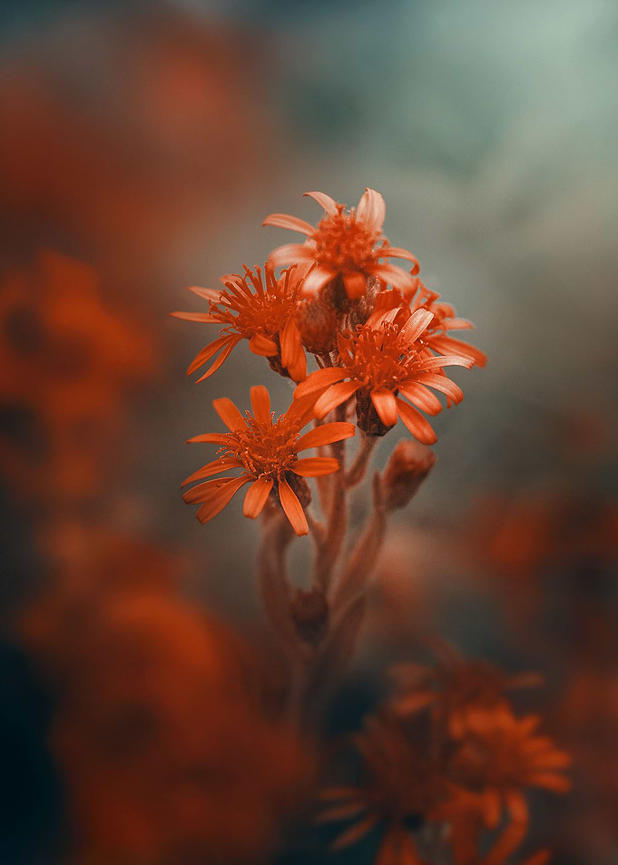 bright mornings