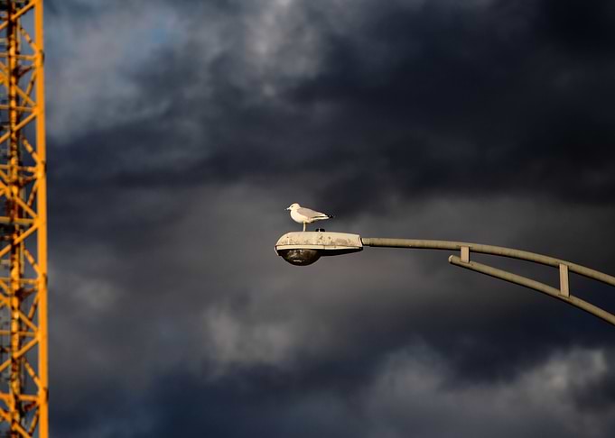 Bird