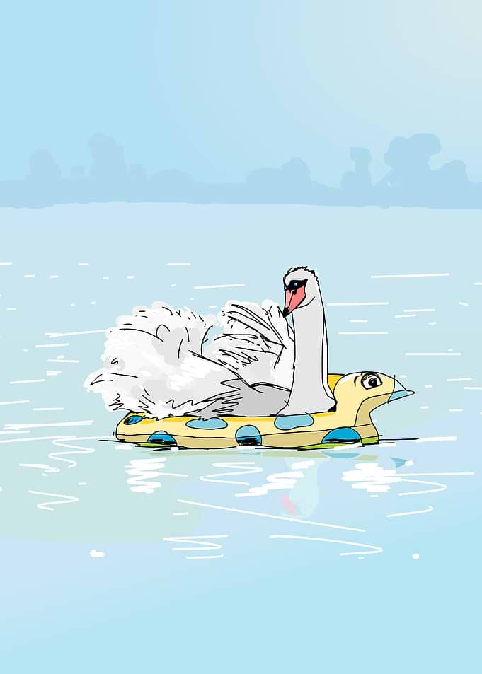 swan in a lake