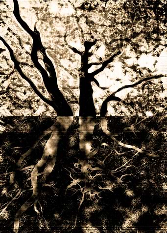 Roots