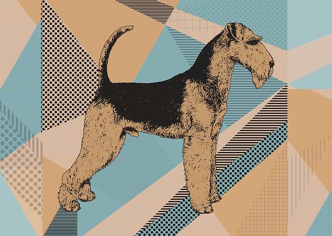 Airedale Terrier