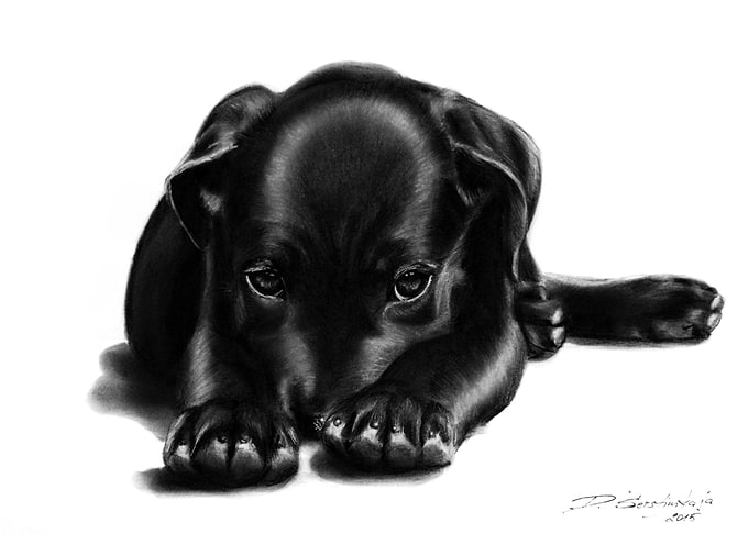 Puppy Resting