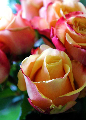 Roses