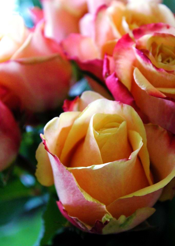 Roses