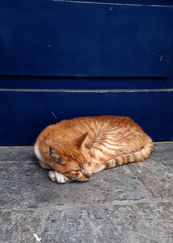CAT SLEEPING