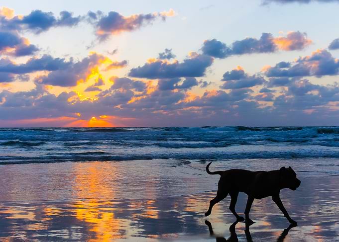 Sunset walking