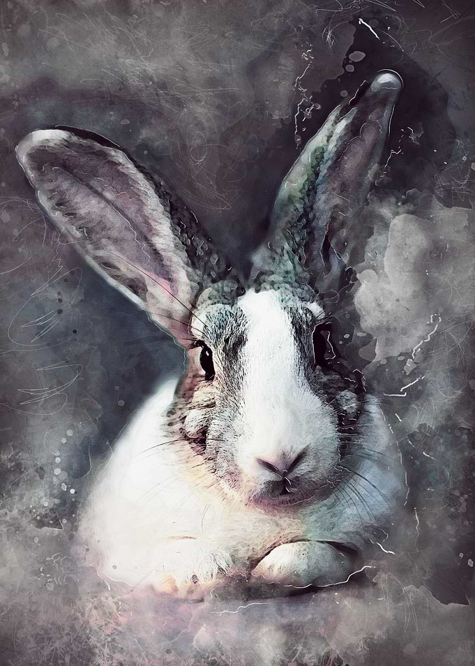 Rabbit