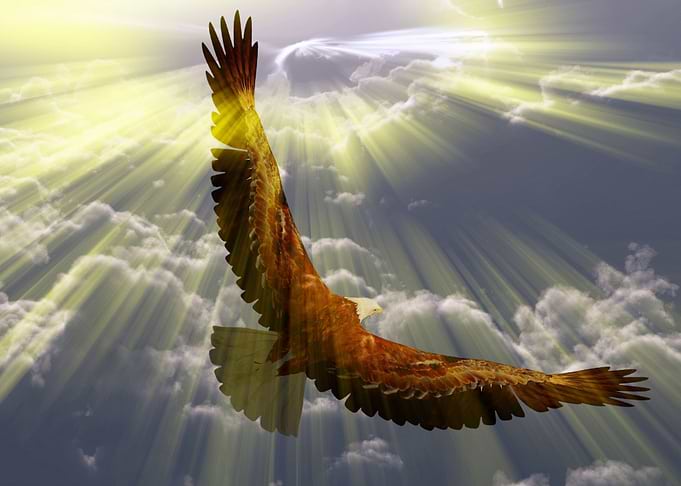 Eagle in flight