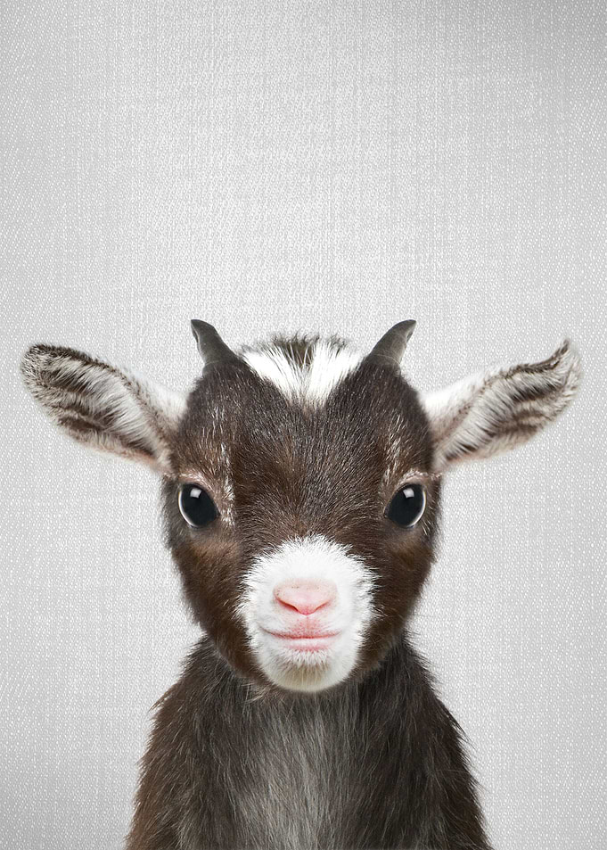 Baby Goat Colorful