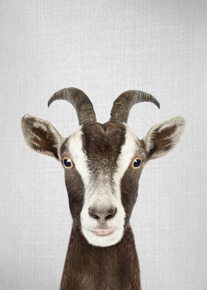 Goat Colorful