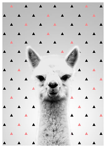 Alpaca pink