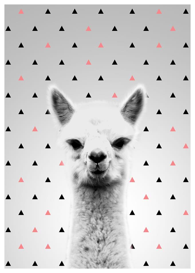 Alpaca pink
