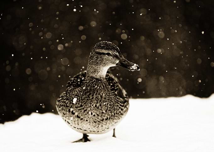 Duck