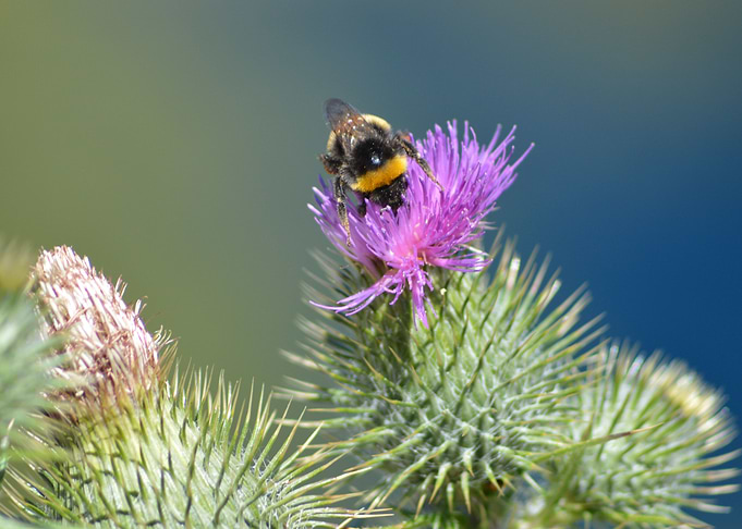 Nature 15