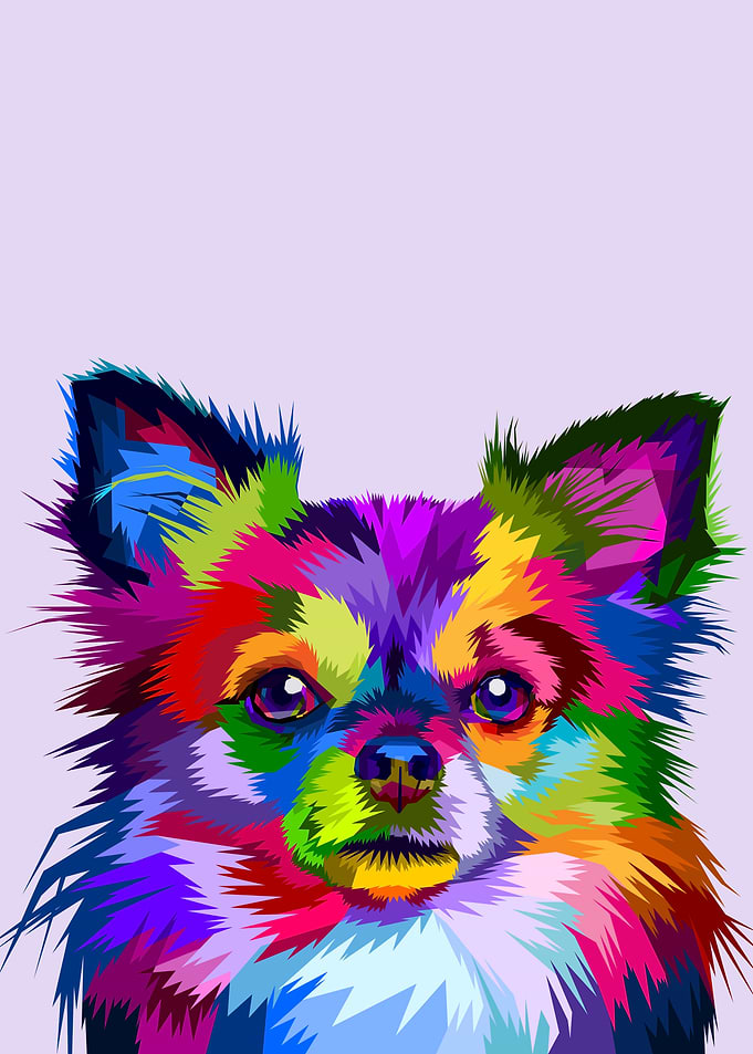 colorful chihuahua dog