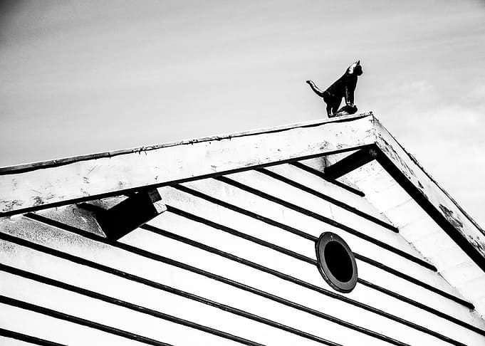 Cat on a Roof