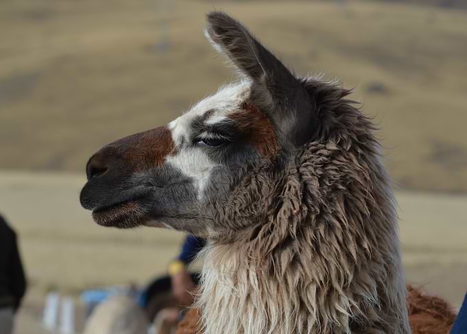 animal 3