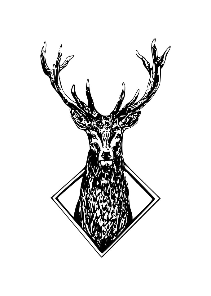 Stag
