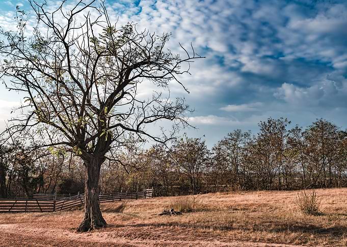 Dry Tree