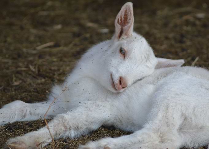 animal 2