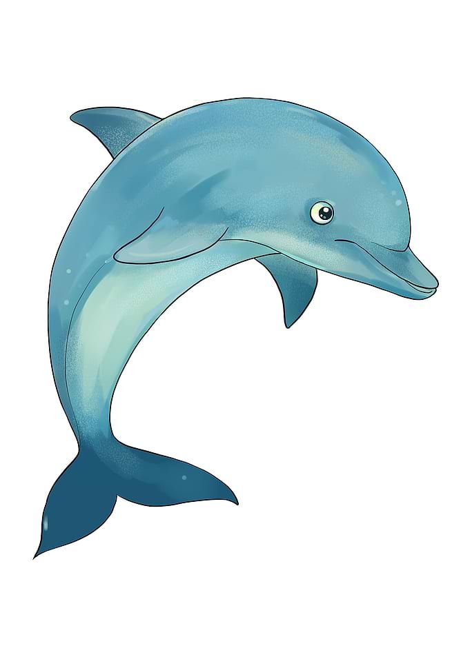 Dolphin