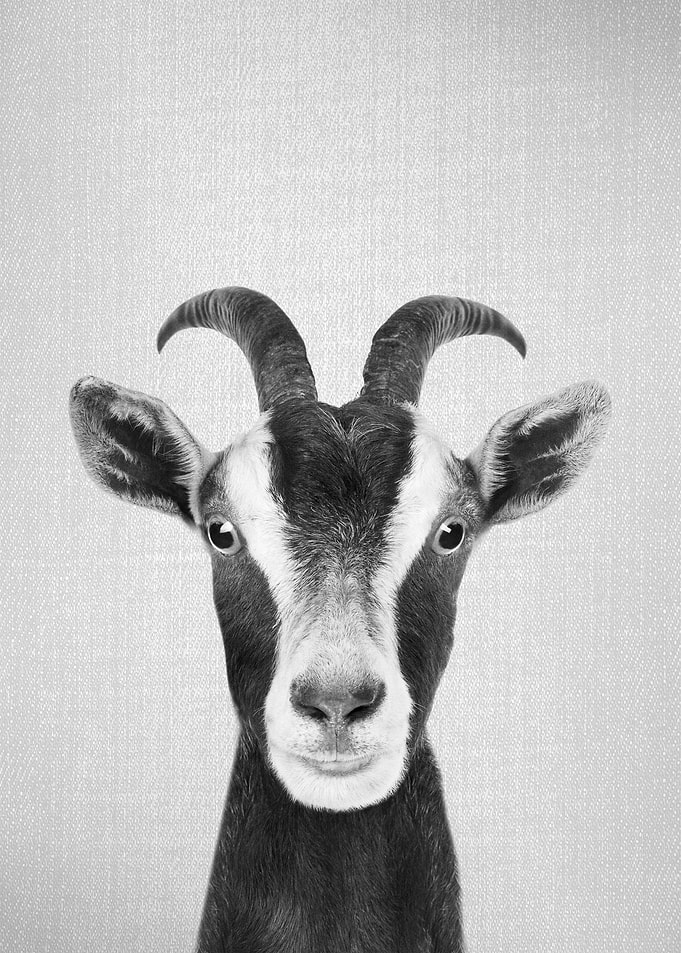 Goat BW