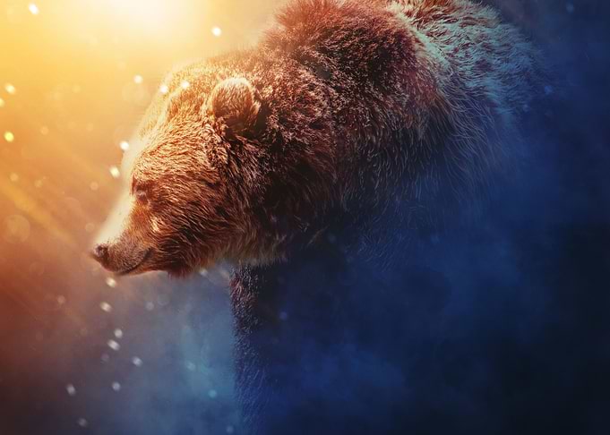 Bear 2