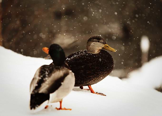 Ducks