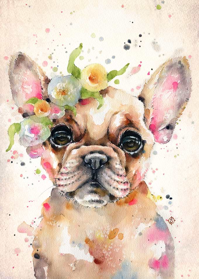 Little Miss Frenchie