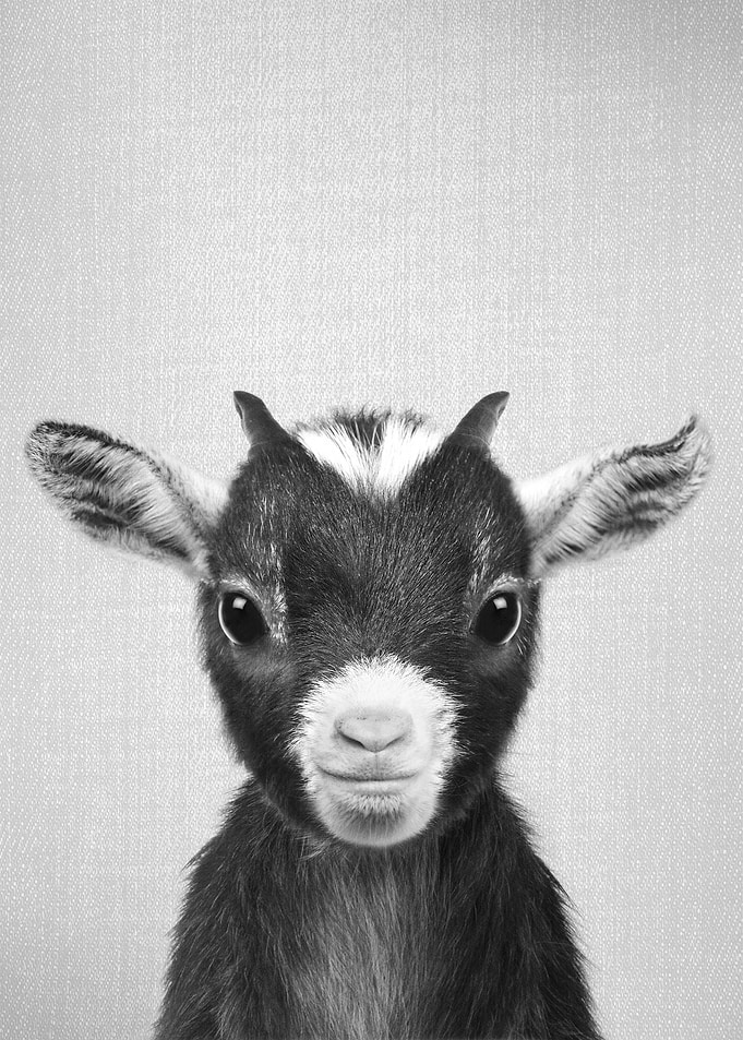 Baby Goat BW