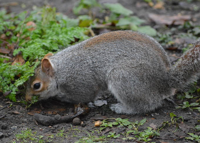 animal 7