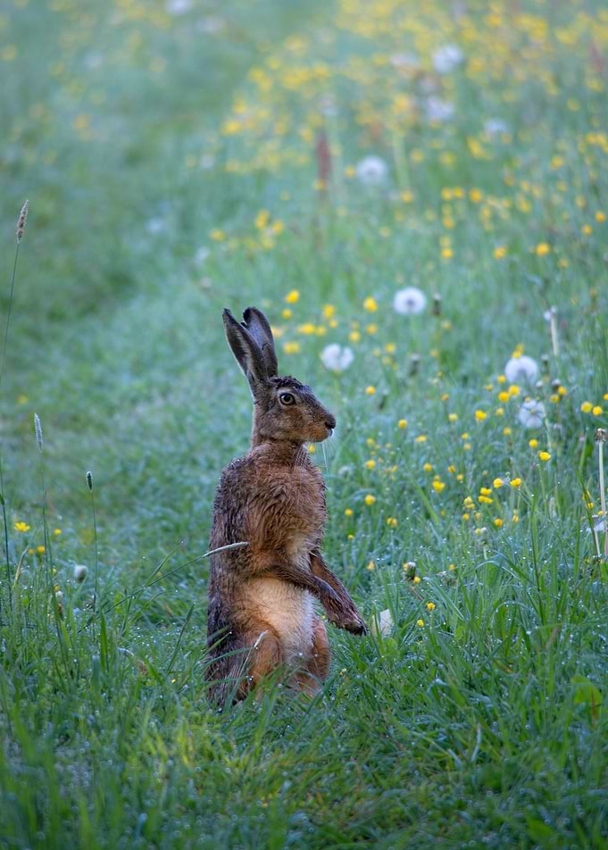 Hare