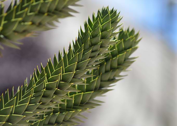 Nature 7