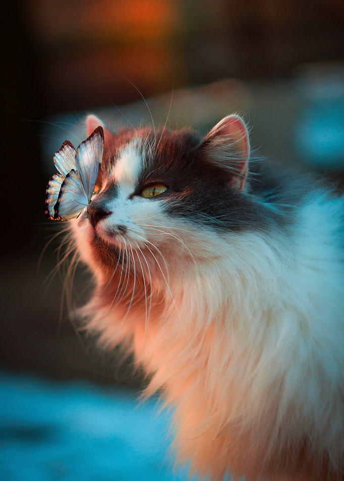 cat