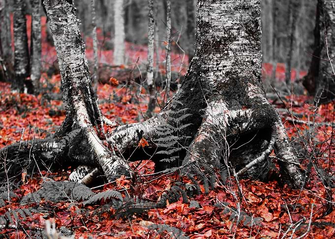 Trees