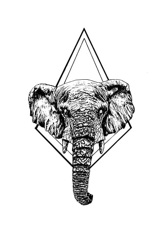 African Elephant