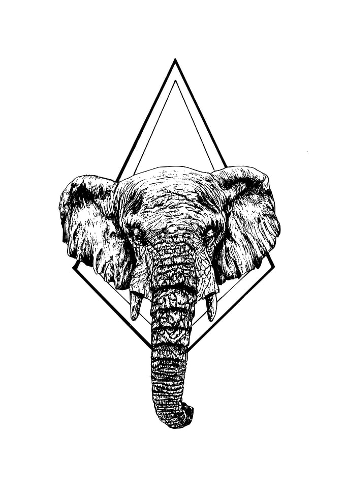 African Elephant