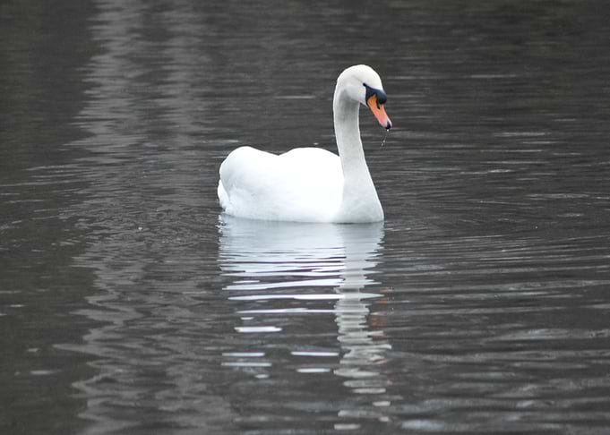 animal 6