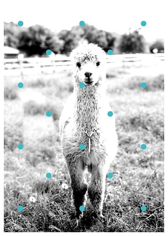 Alpaca petrol